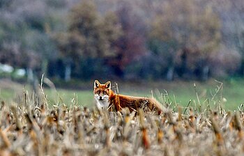 Fuchs in Luxemburg im Sommer