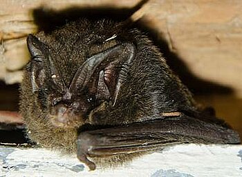 Mopsfledermaus