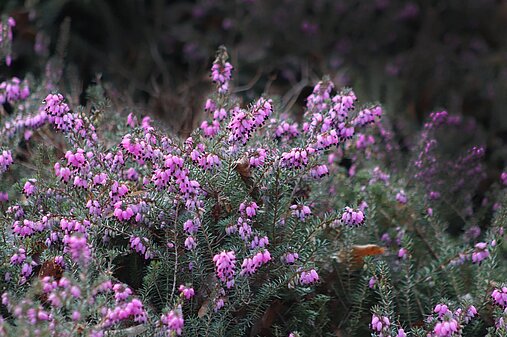 Winterheide