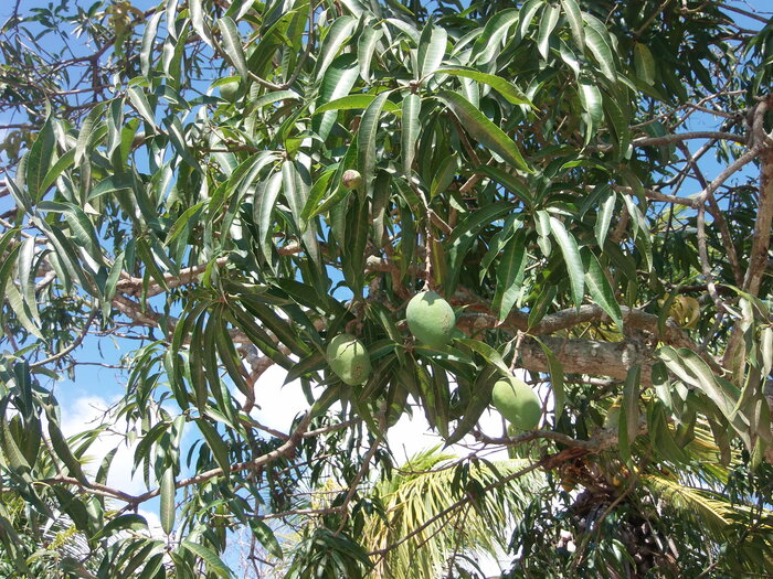 Mangobaum auf Kuba