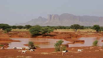 Akazien an der Straße nach Timbuktu