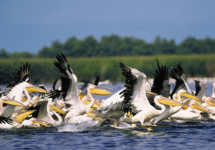 Pelikane im Donaudelta