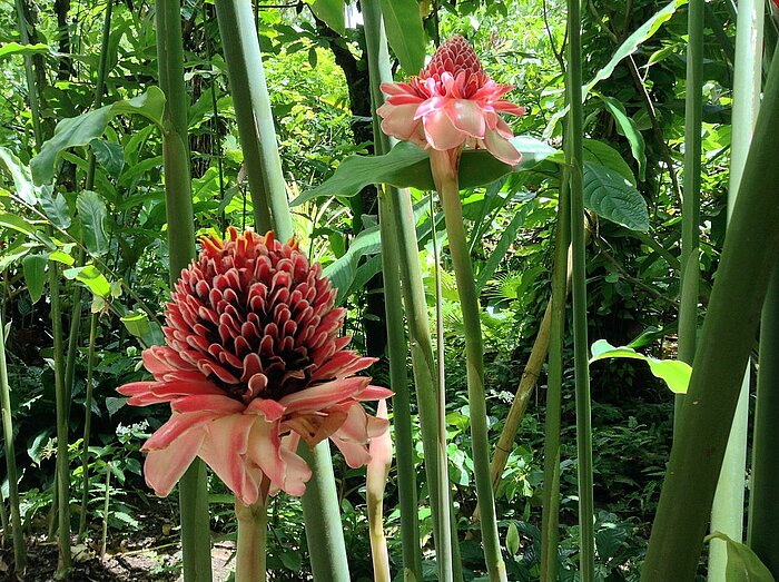 Fackelingwer, Botanischer Garten in St. Lucia