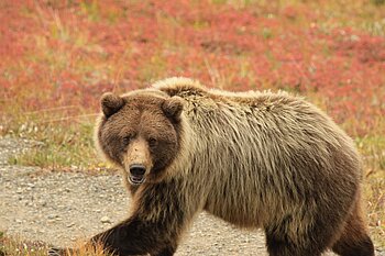 Grizzlybär in Alaska
