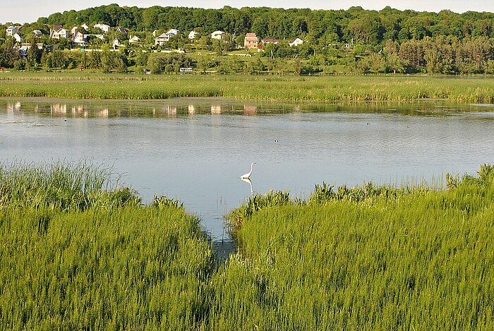 Reiher im Fluss