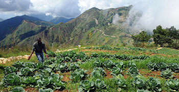 Kohlanbau in Haiti