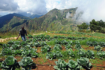 Kohlanbau in Haiti