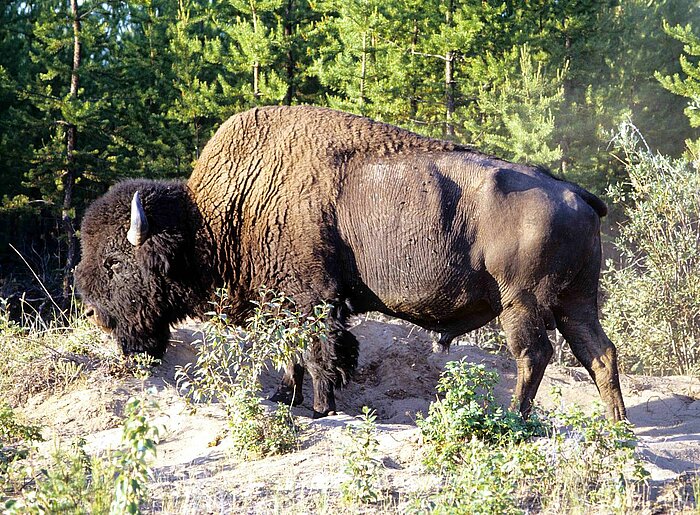 Waldbison im Wood-Buffalo-Nationalpark