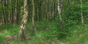 Naturschutzgebiet Düllhamm