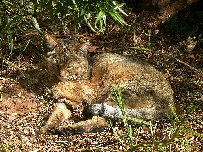 Falbkatze