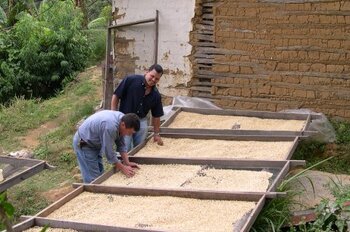 Kaffeebohnen werden sortiert Honduras Landwirtschaft