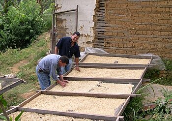 Kaffeebohenn werden sortiert