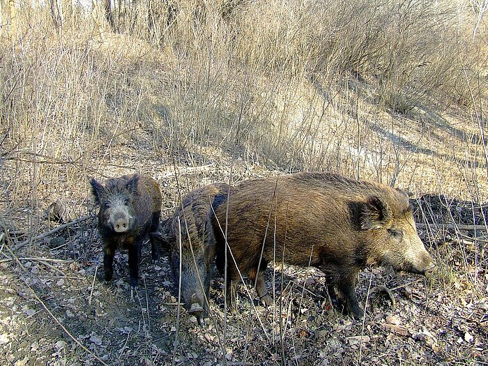 Wildschweine in Ungarn im Duna-Dráva Nemzeti Park