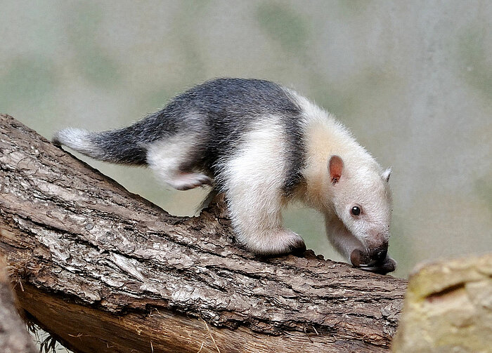 Ameisenbär Südlicher Tamandua