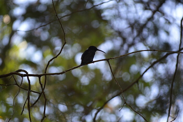 Kolibri aus El Salvador