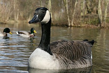 Neozoen Vögel Hamburg