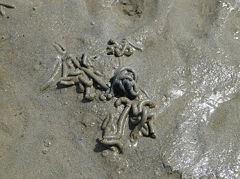 Nordsee Tiere