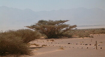 Akazien in der Sahelzone
