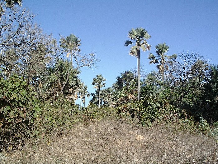 Bijilo Forest Park