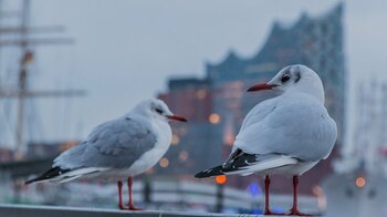 Vögel in Hamburg