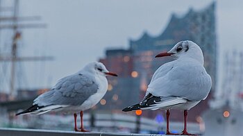 Möwen an der Elbe in Hamburg