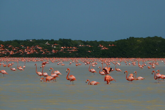 Flamingos in Celestún