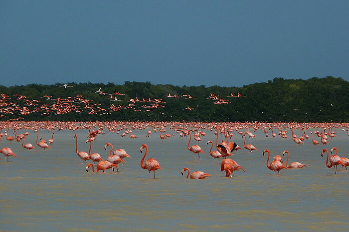 Flamingos in Celestún