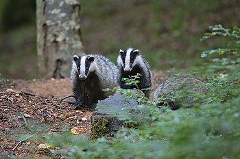 Tiere in Niedersachsens Wald