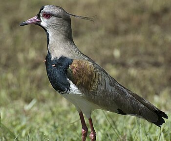 Uruguay Vögel typisch