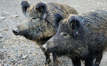 Wildschweine