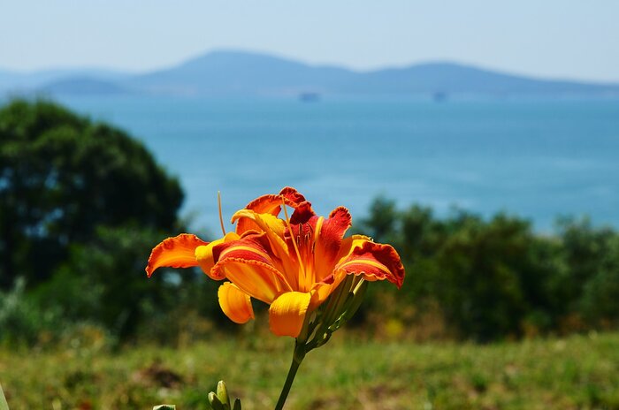 Bulgarische Blume vor Bergpanorama