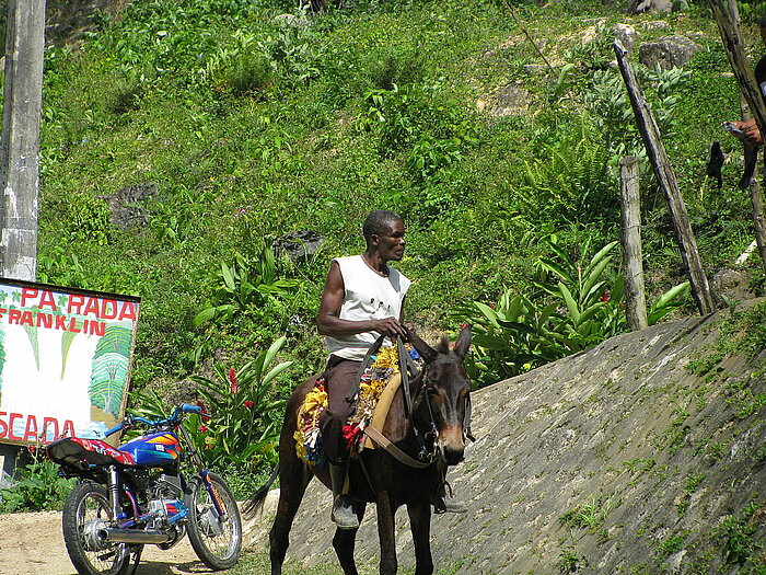 Mann auf Maultier in Samaná