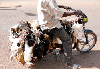 Fahrradhuhn Poulet Biciclette