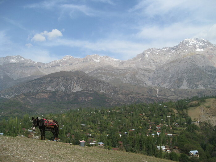 Esel vor dem Dorf Arslanbob