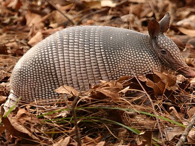 Guatemala Tiere