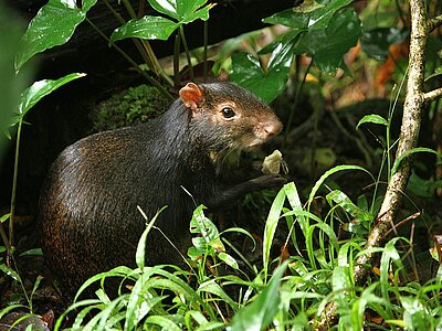 Dominica Tiere