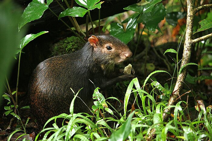 Goldaguti auf Dominica