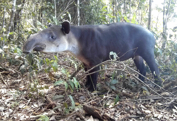 Tapir im Corcovado-Nationalpark in Costa Rica 