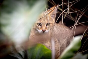Rohrkatze