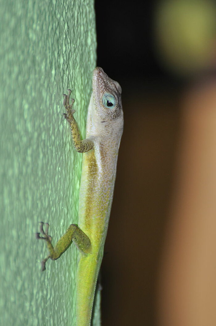 St. Lucia Anolis