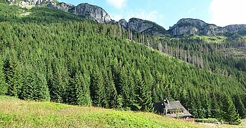 Wald im Tatry-Gebirge