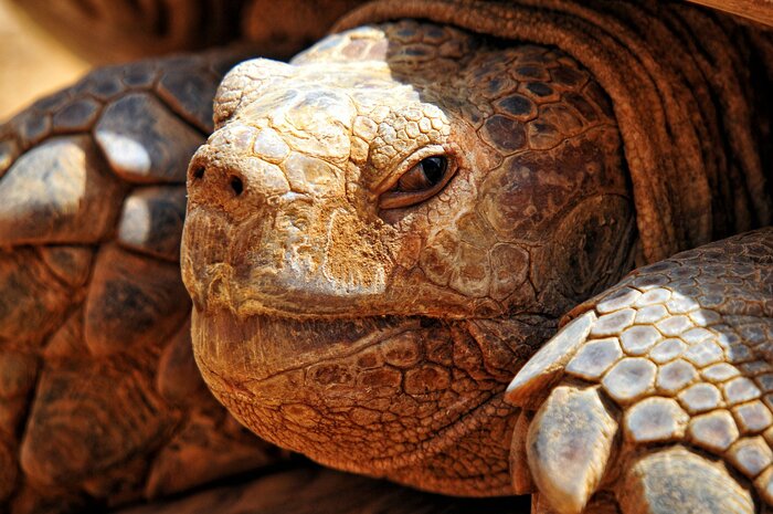 Schildkröte im Senegal