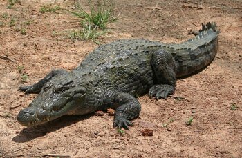 Heiliges Krokodil in Bazoulé