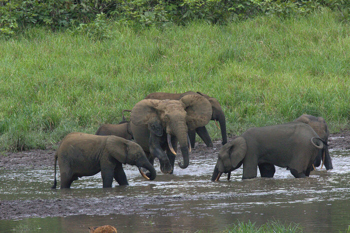 Waldelefanten im Ivindo-Nationalpark in Gabun