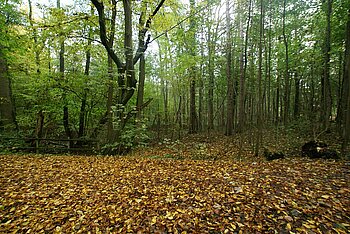 Hamburg Wald