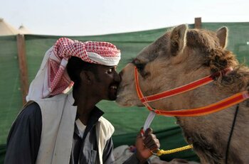 Kamele, Kuwait