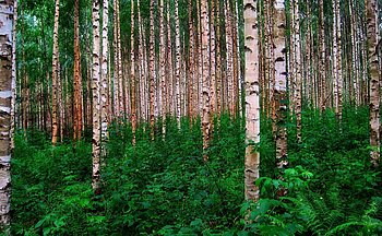 Birkenwald in Finnland