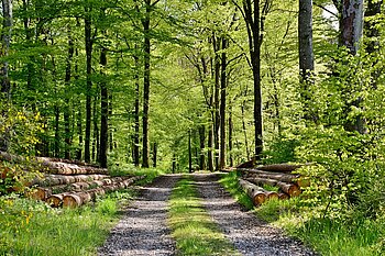 Wald in Luxemburg