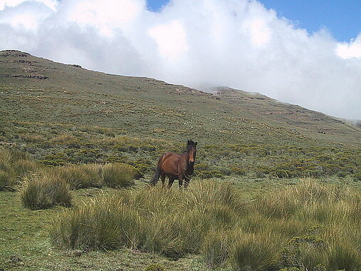 Pferd, Lesotho