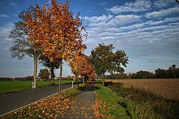 Straße im Herbst: Wieviele Autos gibt es in Deutschland?